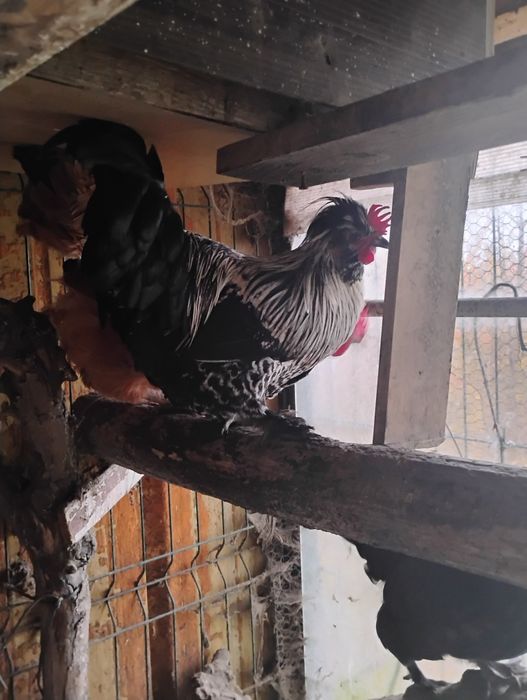 Parka kurek czubatek