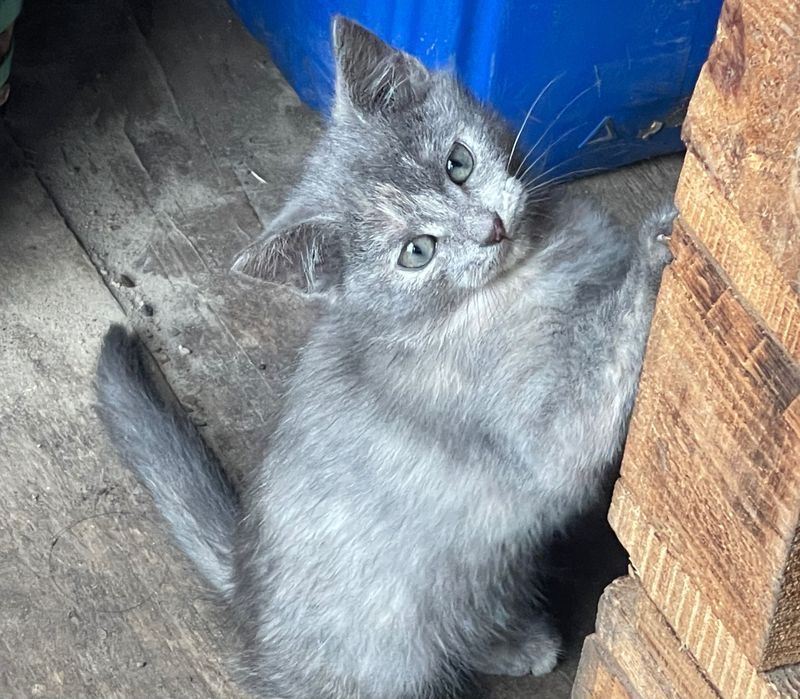 Віддам котиків в добрі руки