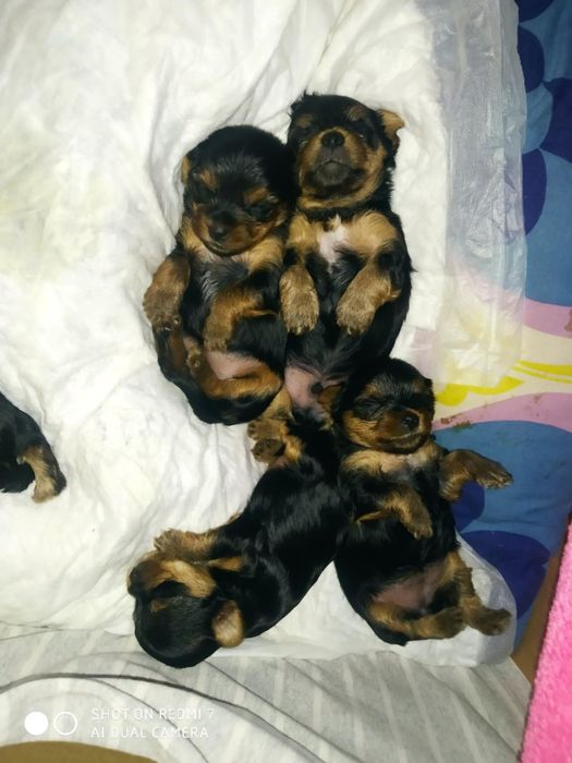 Йоркшерський терєр