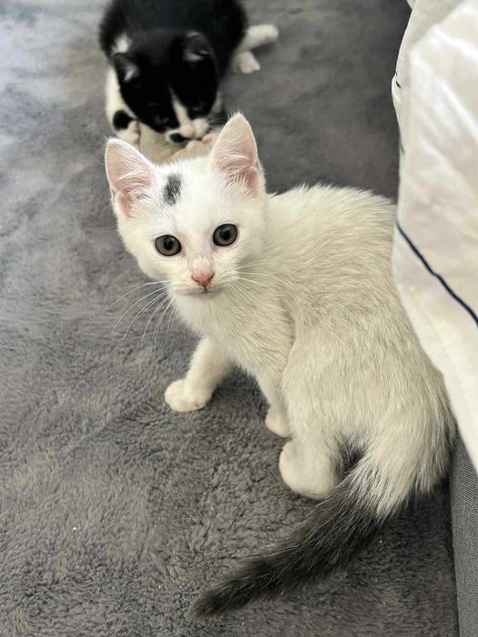 Hakuna Matata, czyli Timon i Pumba mogą zamieszkać w Twoim domu