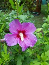 Hibiskusy trzyletnie i czteroletnie.