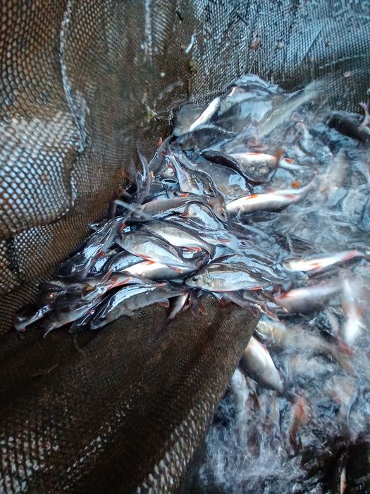 Płoć zarybieniowa . Karp , Lin , Amur , Miętus.