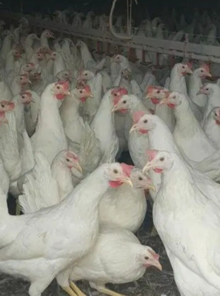 Kury Nioski Leghorn 23tyg Wysyłka