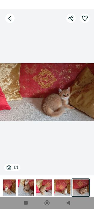 Kotek .Brytyjska złota szynszyla w kolorze ny11