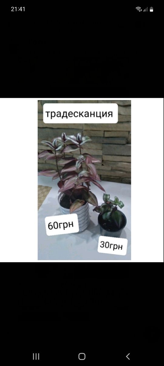 Різноманітні кімнатні квіти