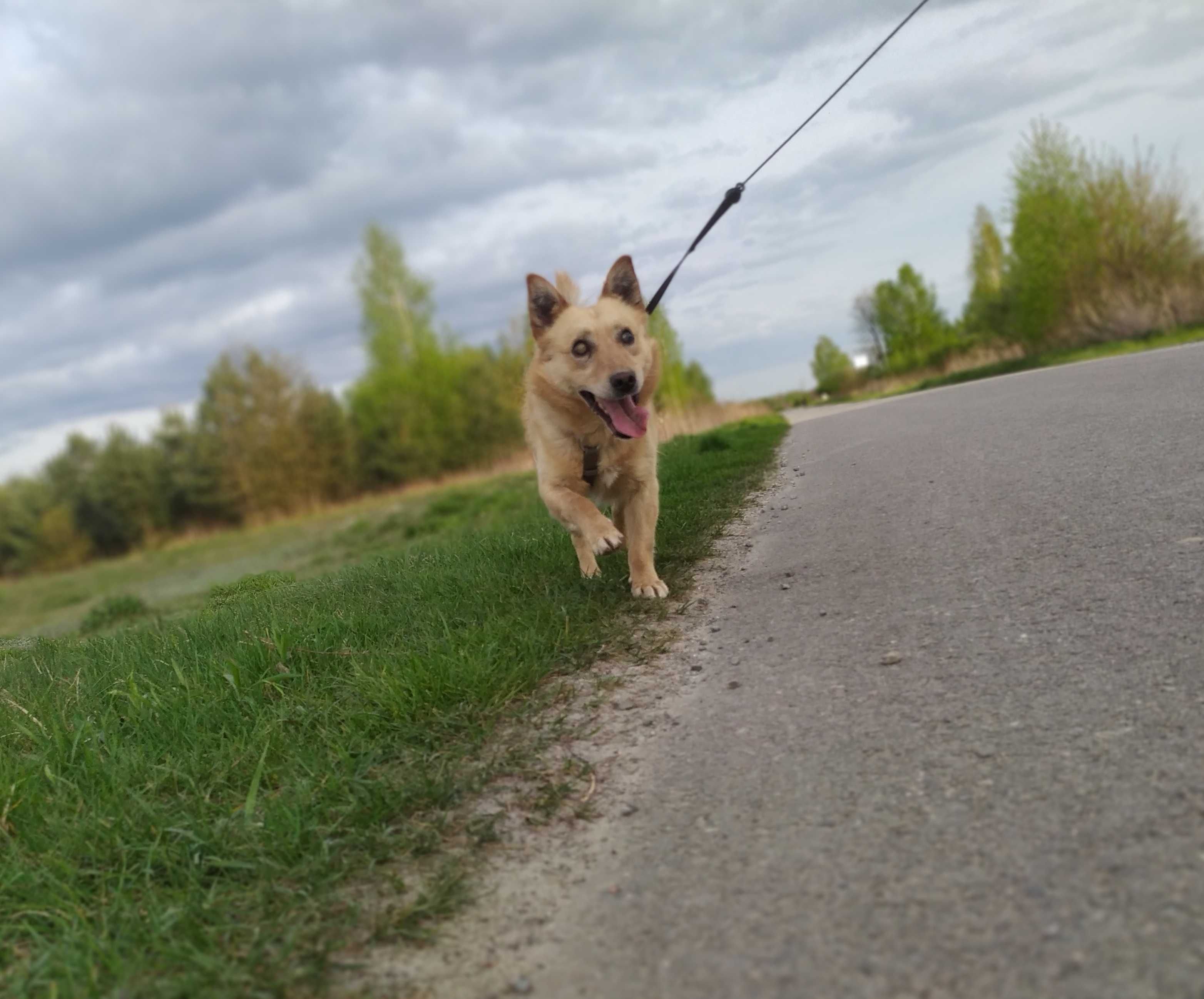 Poszukiwany dom dla tego słodziaka