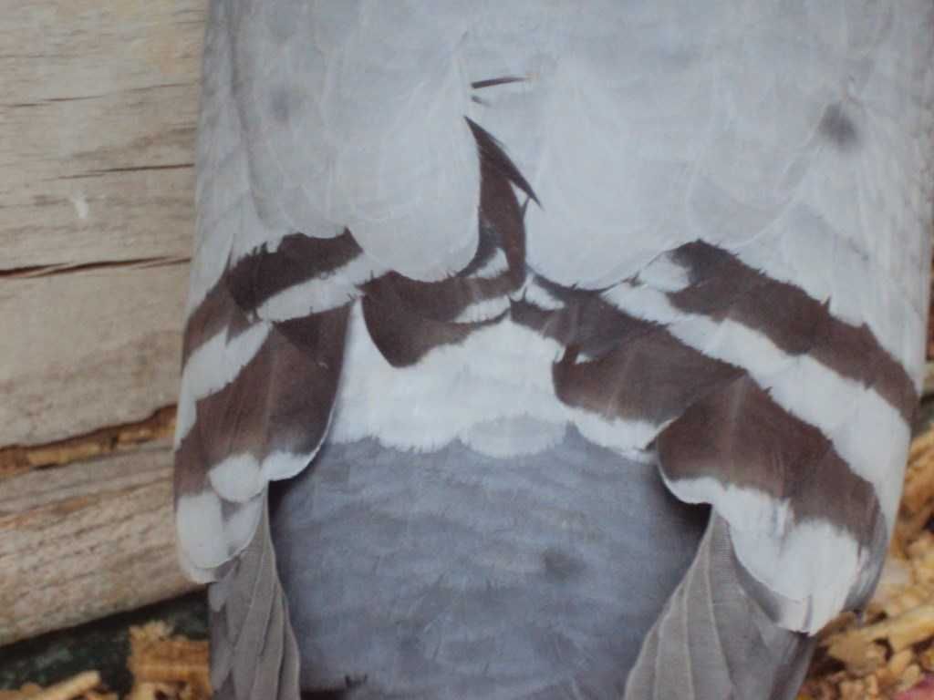 Gołębie pocztowe Samczyk