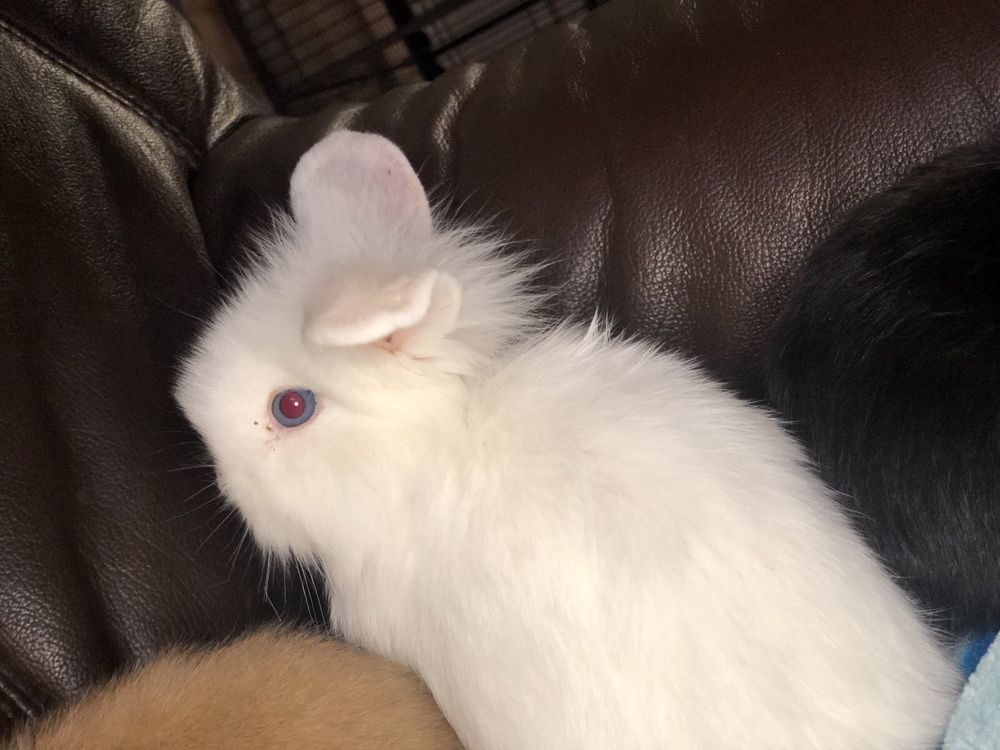 Кролик декоративний, чистокровний NHD, Mini Lop