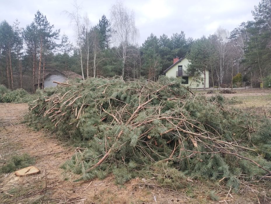 Oddam gałęzie sosnowe opał drewno drzewo