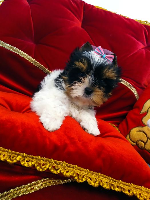Śliczna suczka z metryką ZKwP Biewer Yorkshire terrier.