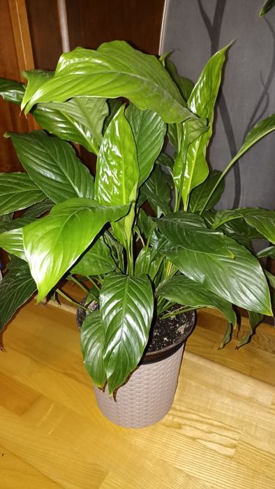 Спатіфілум, продається одним лотом