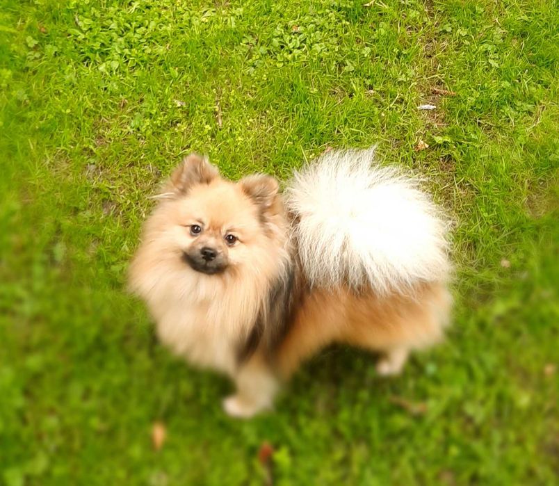 Померанський шпіц вязка