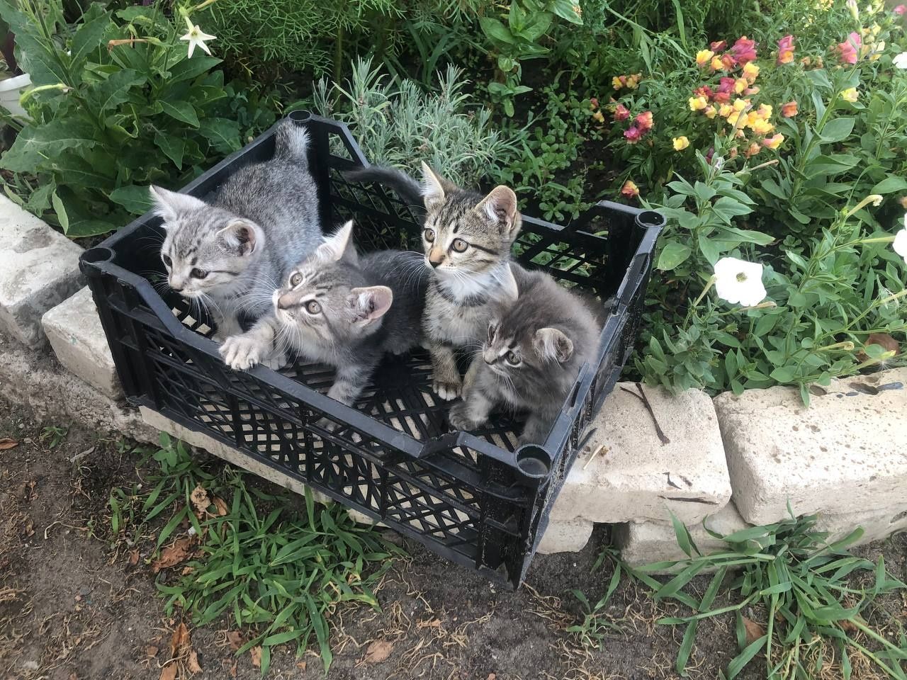 Кошенята безкоштовно