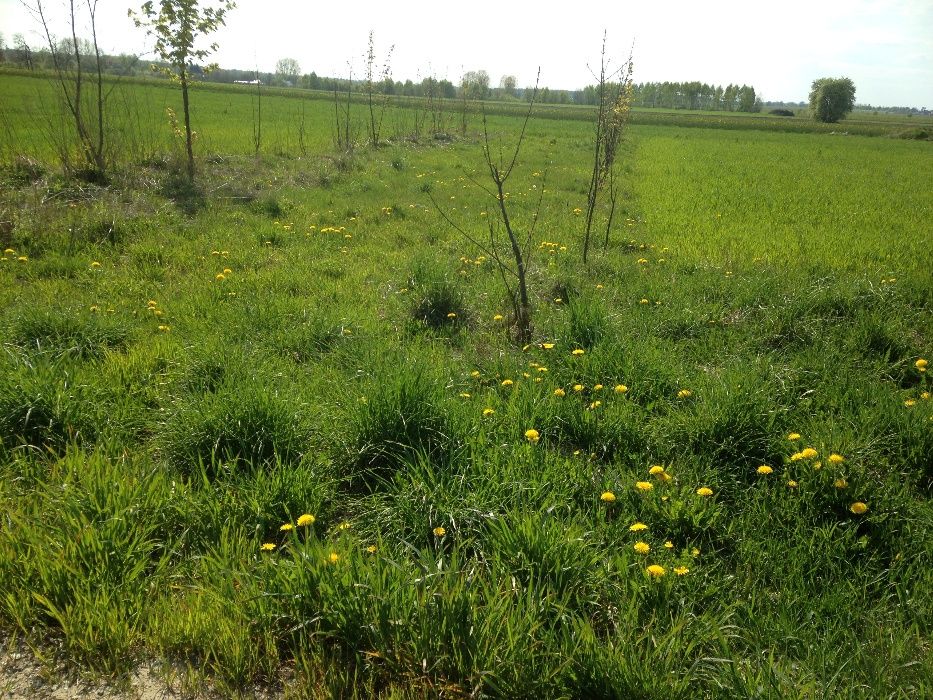 Paprotnia rolno-budowlana 3150m² z WZ, 1 km do granicy Łodzi media