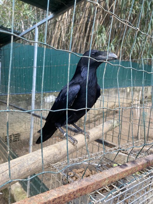 Corvo corax com documentos