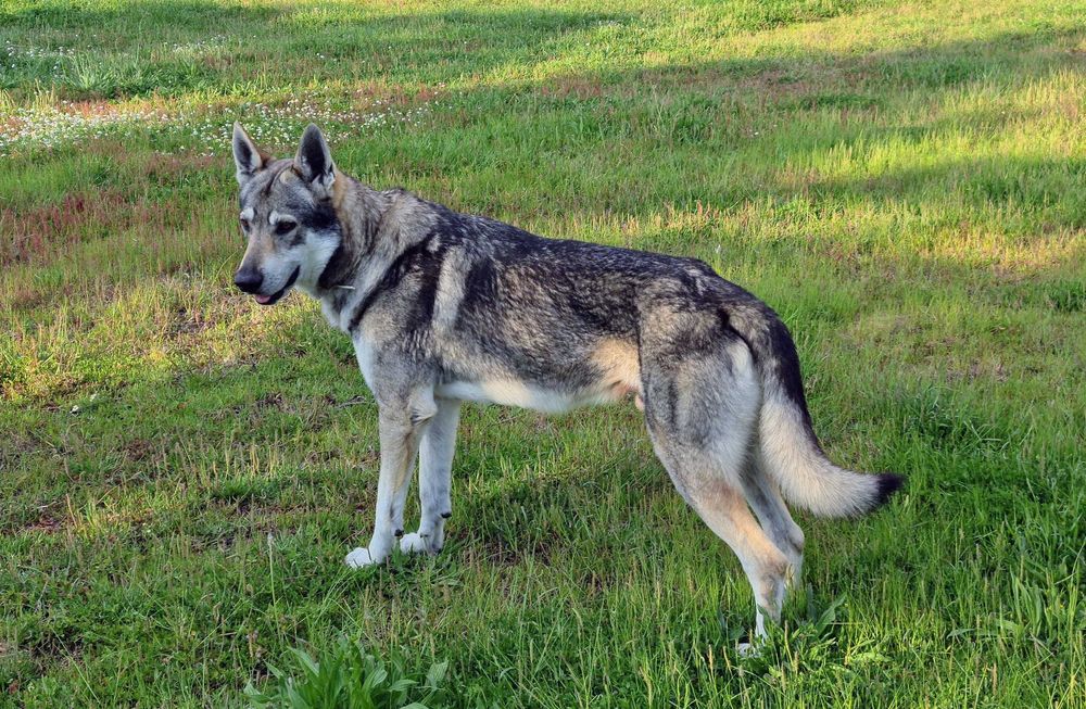 Cão Lobo Checoslovaco.
