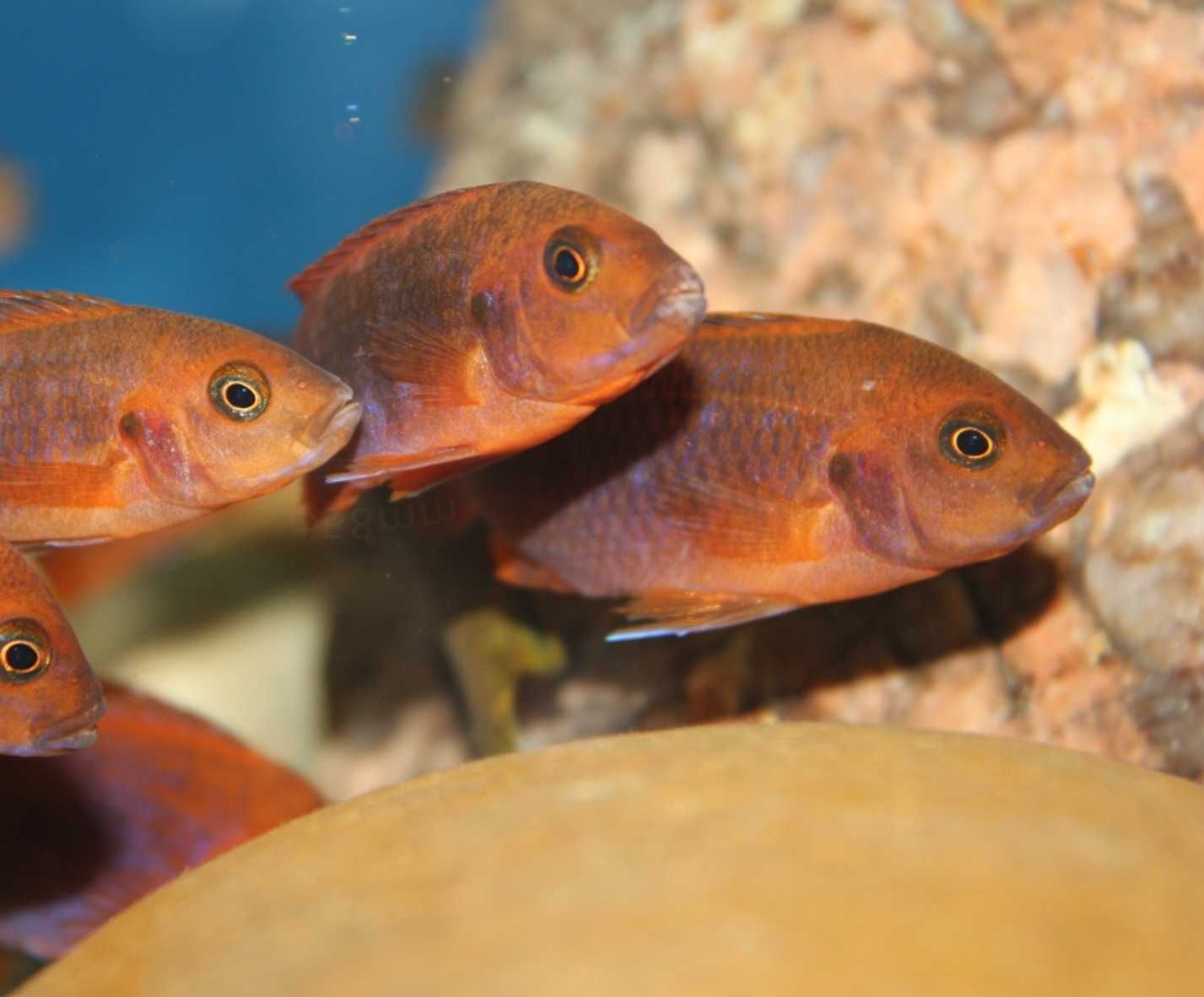 Iodotropheus sprengerae - Pyszczak RDZAWY - dowóz, wysyłka