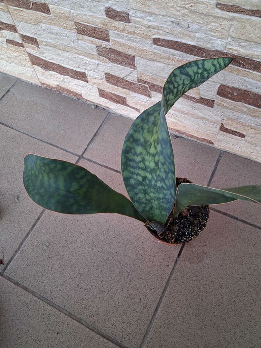 sanseveria masoniana