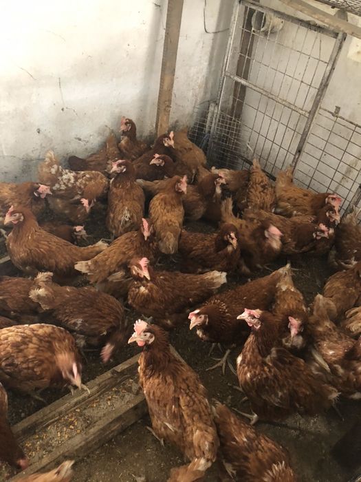 Курочки ломон браун