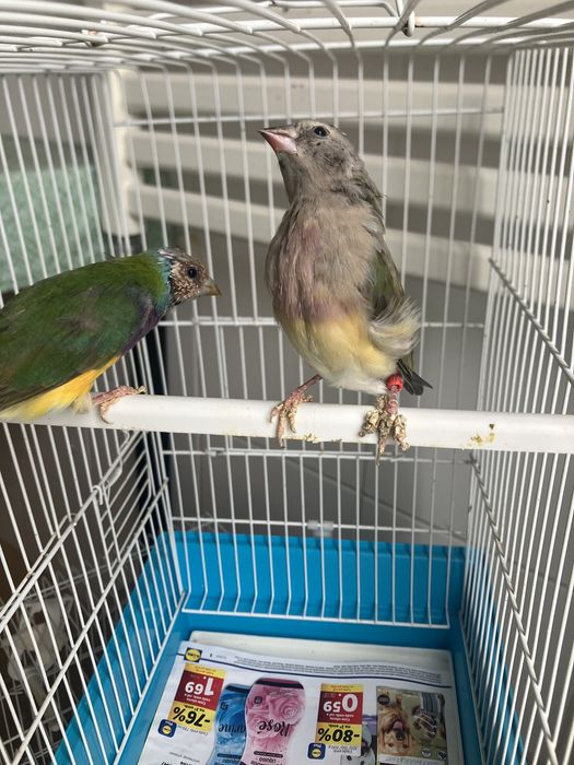 Diamantes gould 2025 portadores de azul