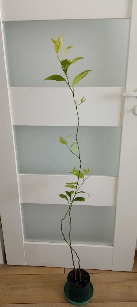 Drzewo cytrynowe 130cm