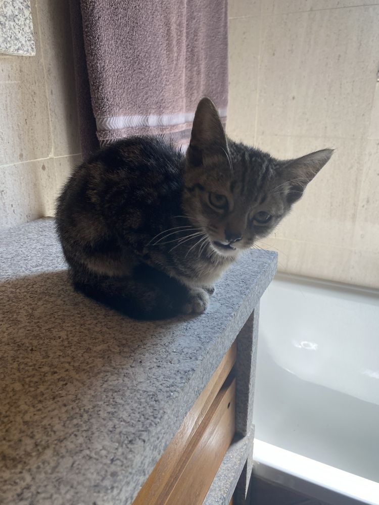 Dou gatos bebes zona abragao/penafiel