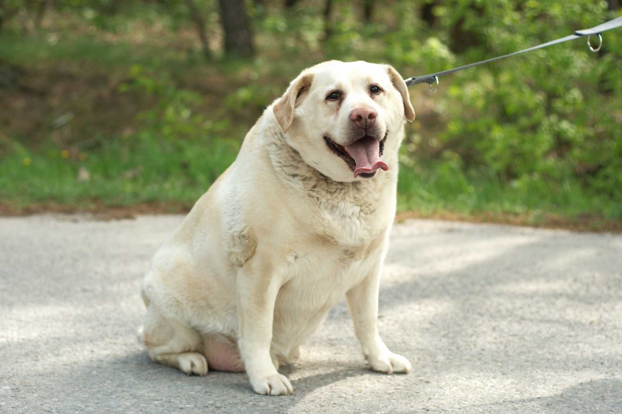 HENIUŚ - piękny psiak w typie Labradora pilnie potrzebuje pomocy