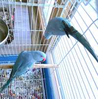 Casal Ringneck Azul