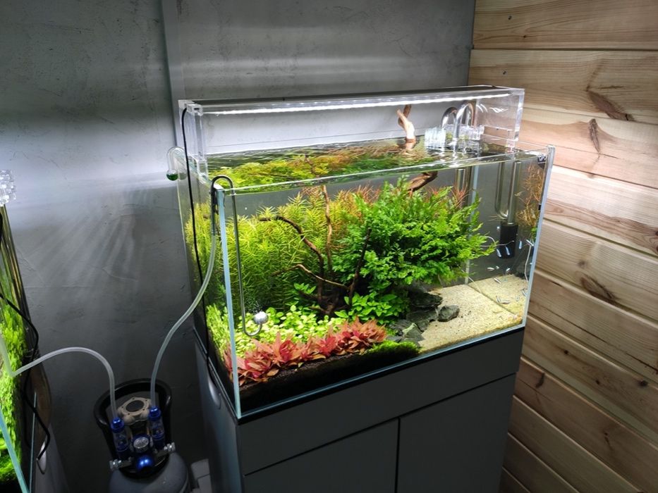 Projektowanie, zakładanie, pielęgnacja, serwis akwarium - Kraków