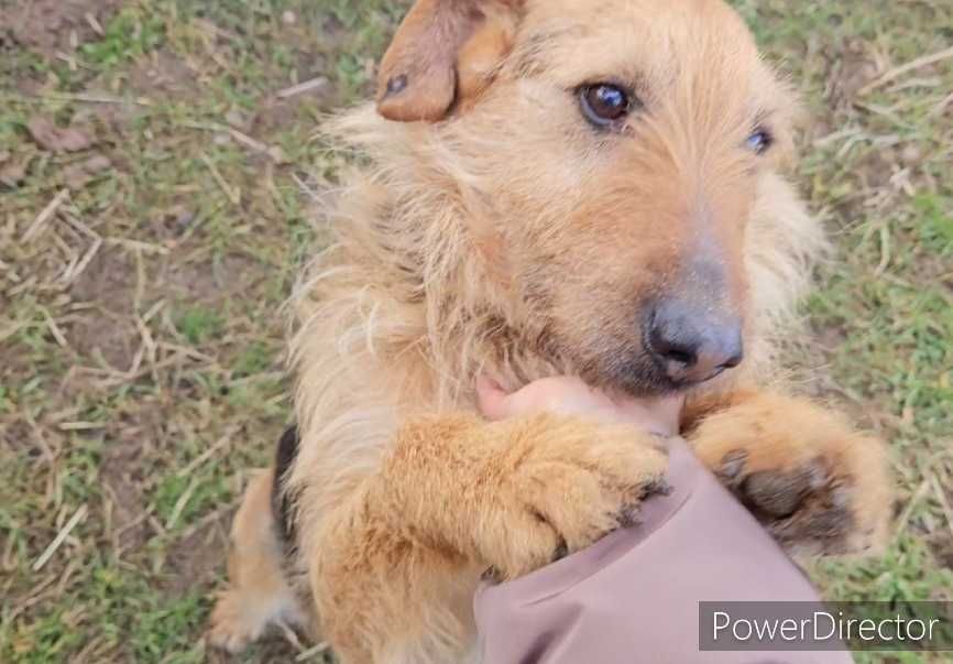 Bity przekochany Koko. Czy ktoś pokaże mu dobry świat?