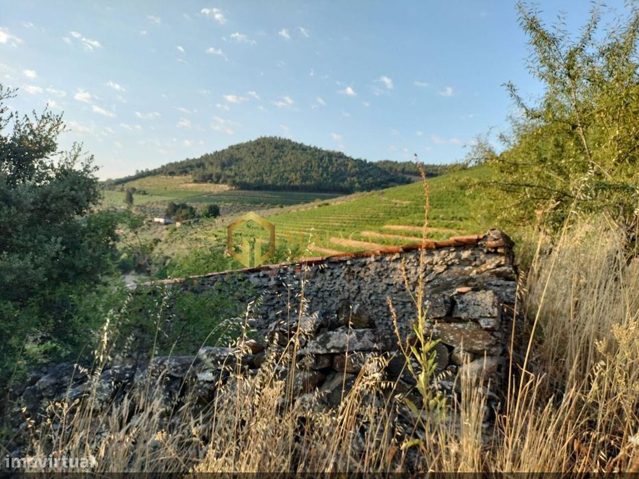 Terreno Agrícola para produção de Vinho