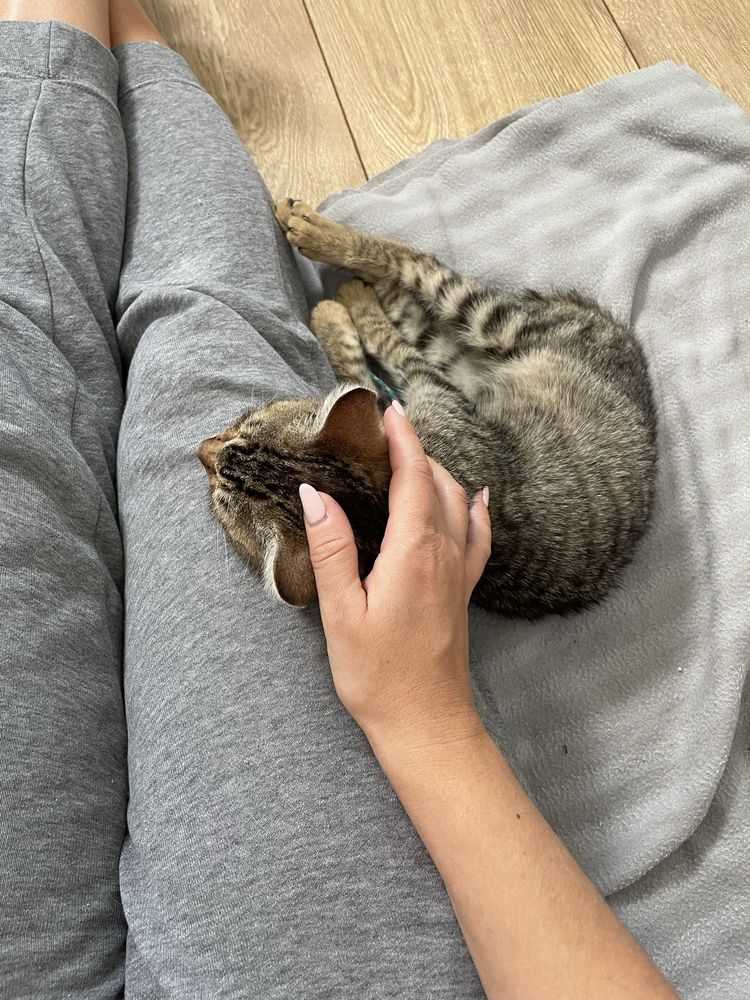 Kotki oddam w dobre ręce
