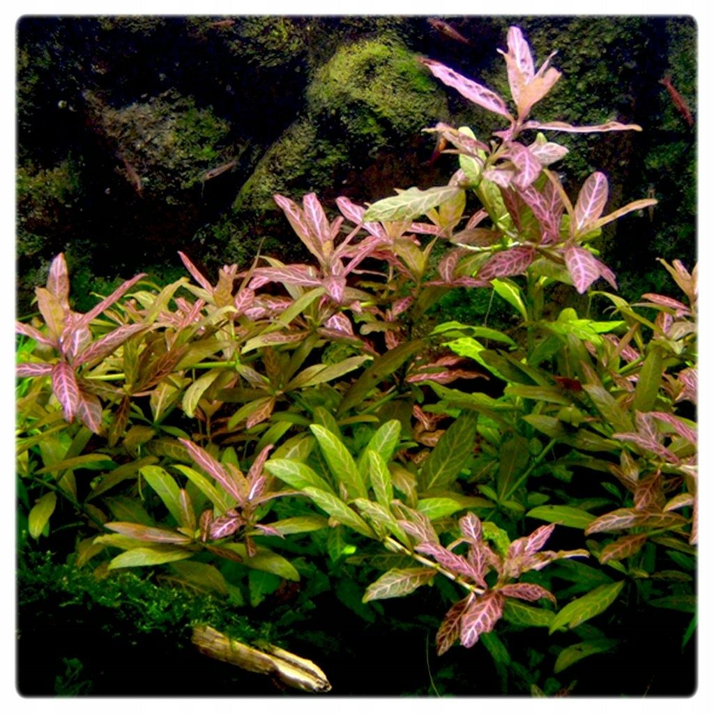 Hygrophila polysperma Sunset