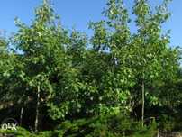 Dąb czerwony - czerwonolistny. Duże drzewa z gruntu 5-6m wys. Quercus.