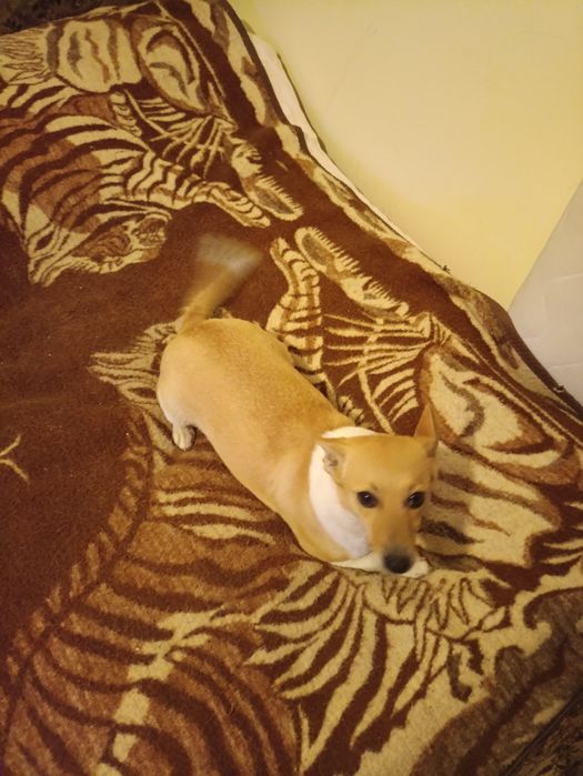 Oddam za darmo małe pieski