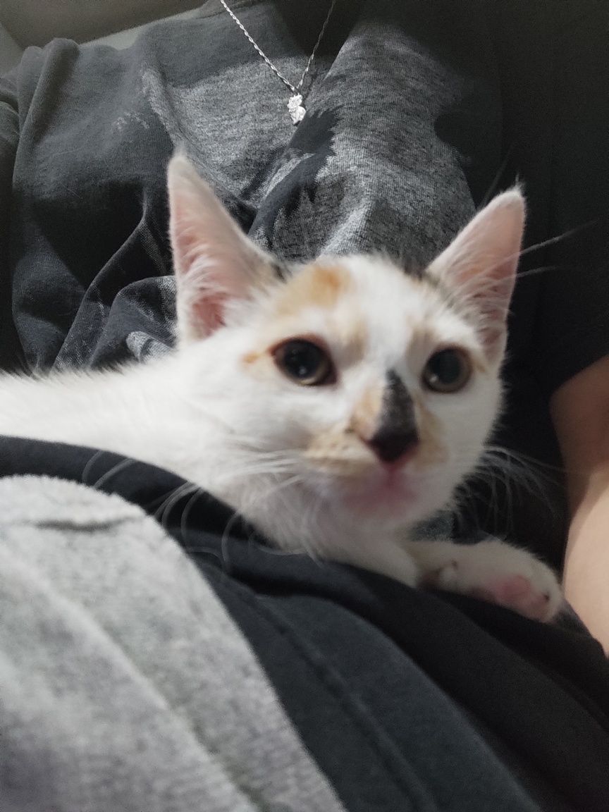 Matylda do adopcji.