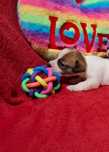 Jack rusell terrier suczka