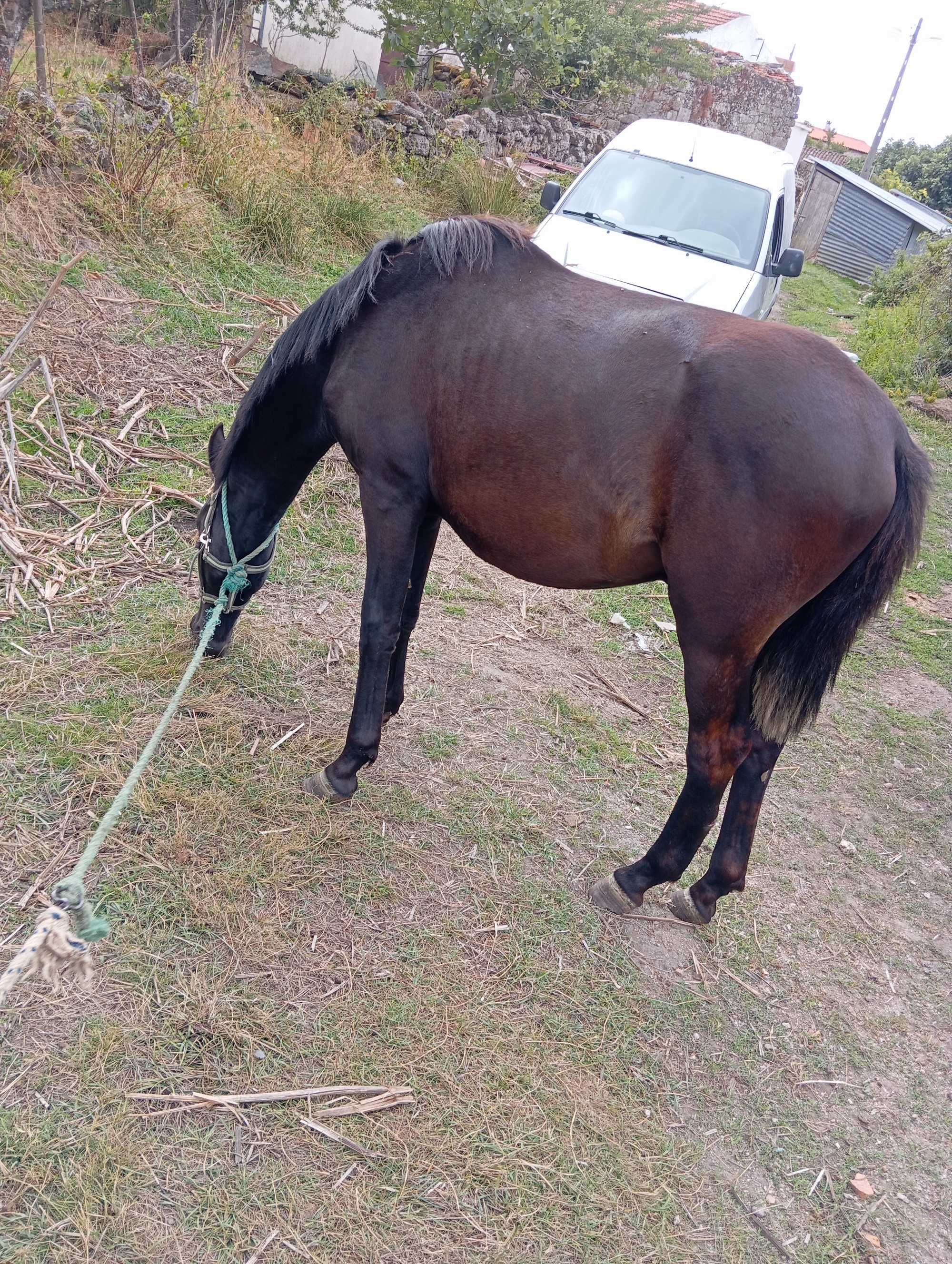 Poldro cruzado lusitano