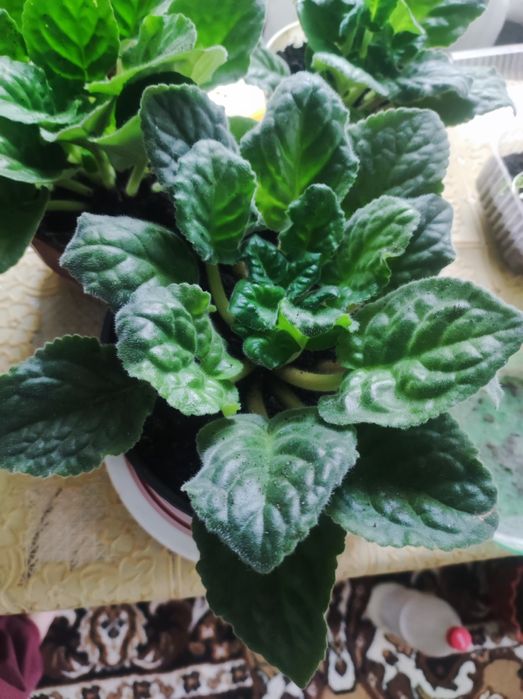 Продам вазон Фіалки