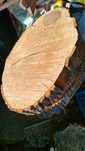 Plastry drewna śr 80-100 cm gr 10-12 jesion