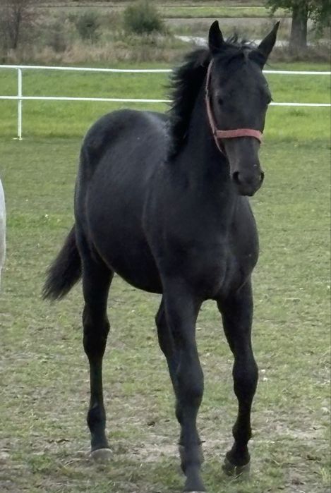 Klacz szpaczka sp 8 miesiecy wysoka