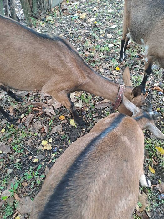 Продам кітну козу