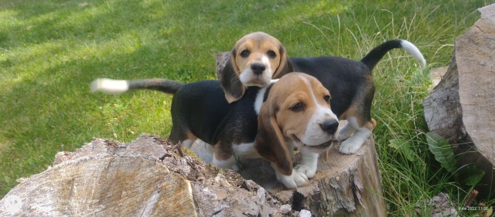 Beagle zapowiedz miotu