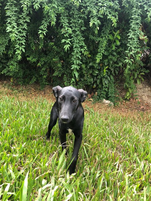 Eça - cachorro para adoção de porte medio