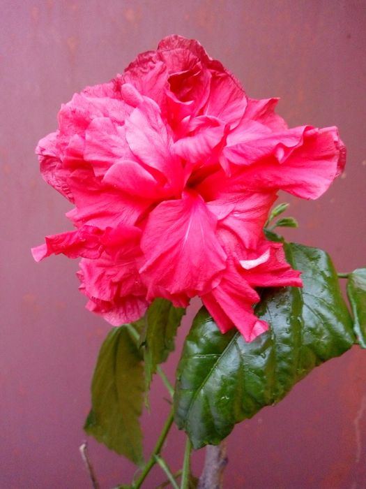 Срочная продажа комнатных цветов в вазонах для офиса и дома.