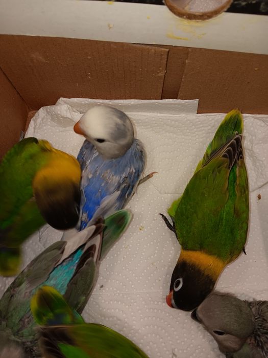 Personatas criados a mão