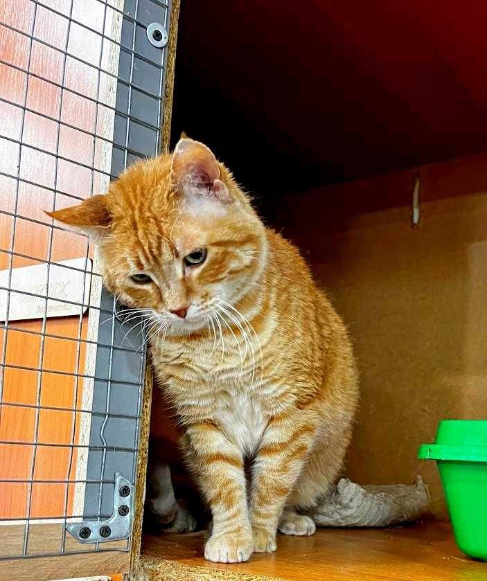 Красивый кот Рыжик ищет дом