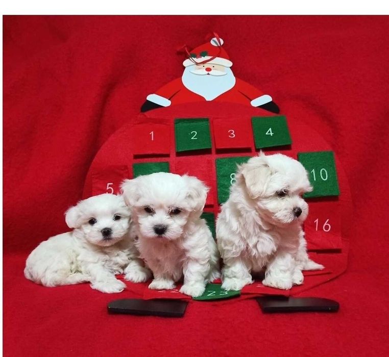 Suczka maltańczyk maltańczyk