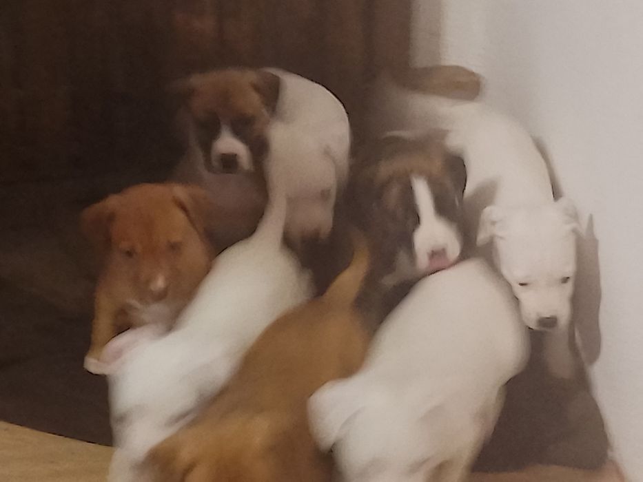 Para adoção Pitt bul