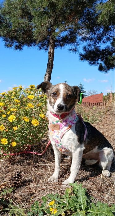 Отдам даром в добрые руки собачку метис маленькой породы
